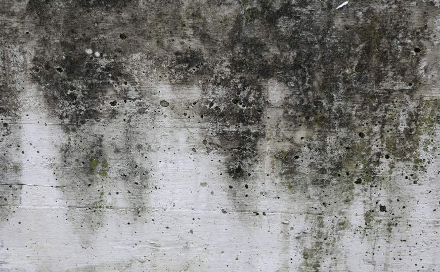 How Mold Cleanup Prevents Lingering Musty Odors Indoors