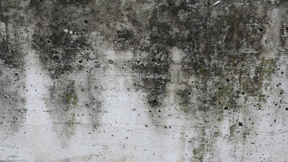 How Mold Cleanup Prevents Lingering Musty Odors Indoors
