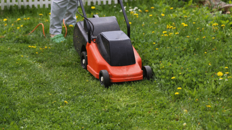 Lawn Maintenance Mistakes That Lead to Thinning Grass